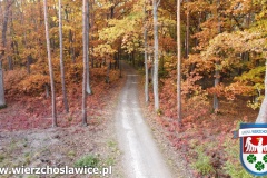 Las w Wierzchosławicach porą jesienną